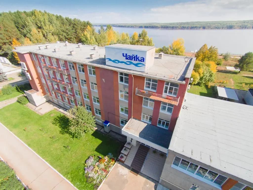 Чайка фото 1