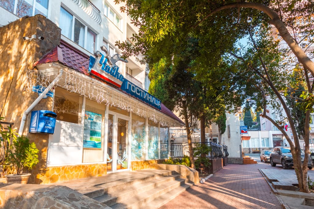 Чайка фото 2