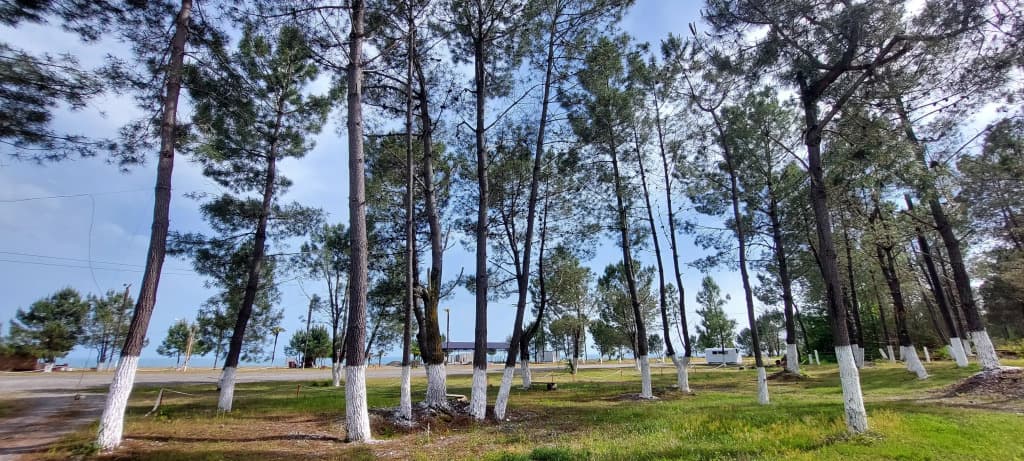 Курортный отель Сосновый Бор фото 8