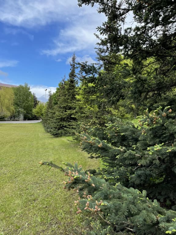 Сокол фото 1