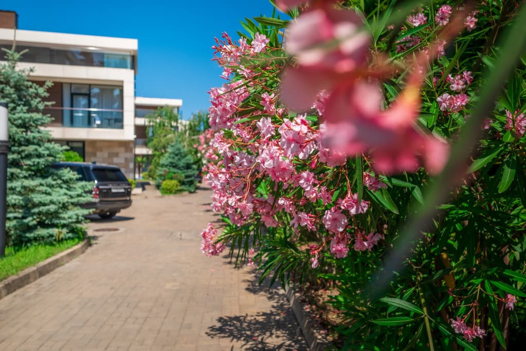 Арфа парк-отель фото 5