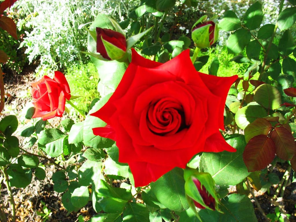 Курортный отель Орхидея фото 5