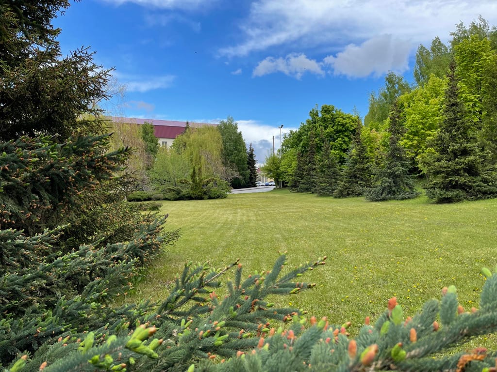 Сокол фото 2